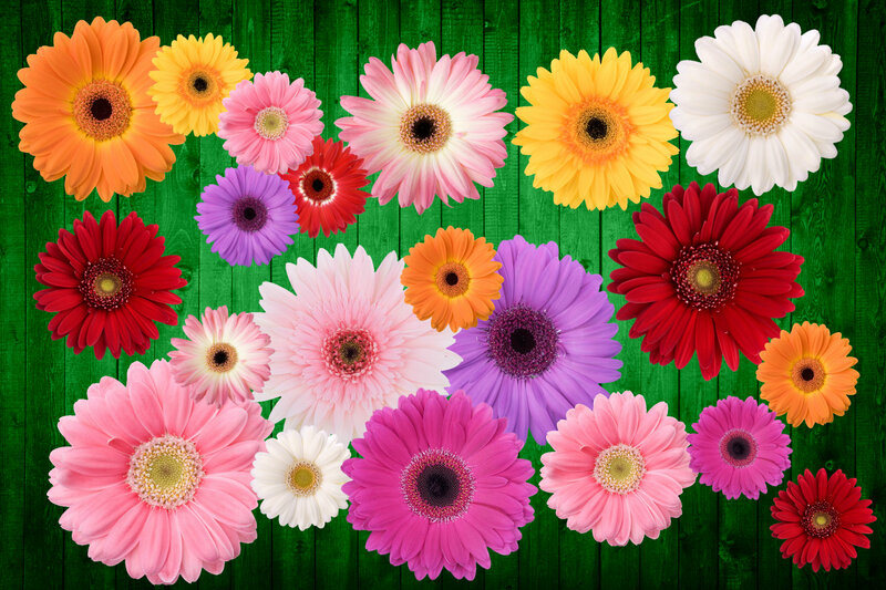 Colorful Gerbera Daisies — Green, Vibrant