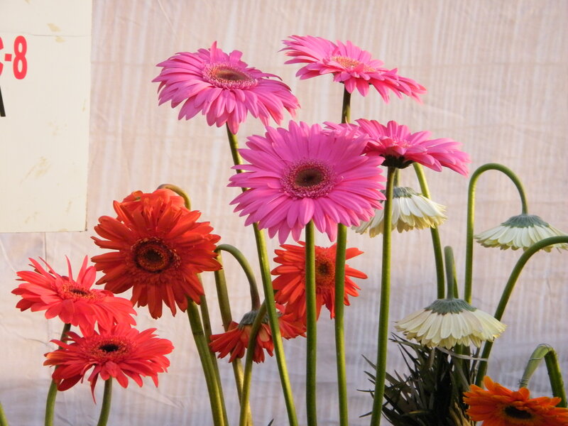 Colorful gerbera daisies in a bouquet