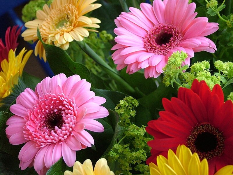 Colorful gerbera daisies in a bouquet