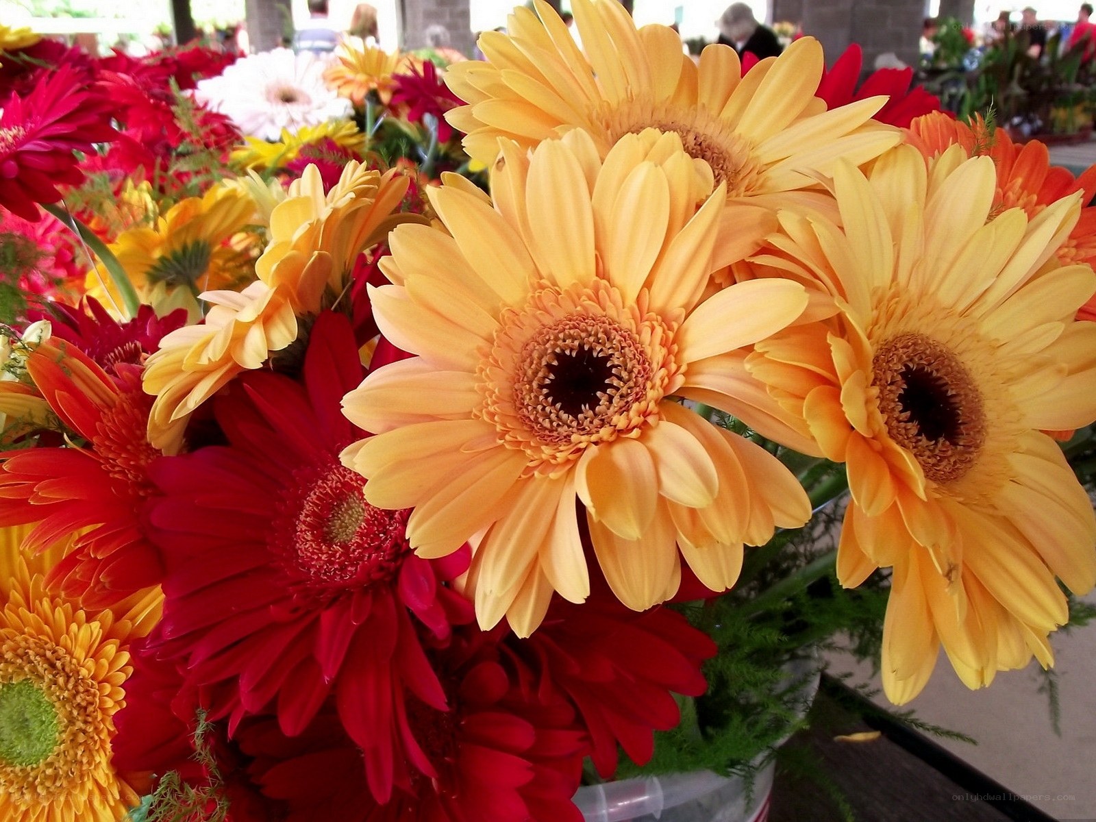 Colorful gerbera daisies in a bouquet