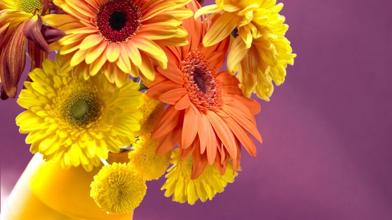 Colorful gerbera daisies in a vase