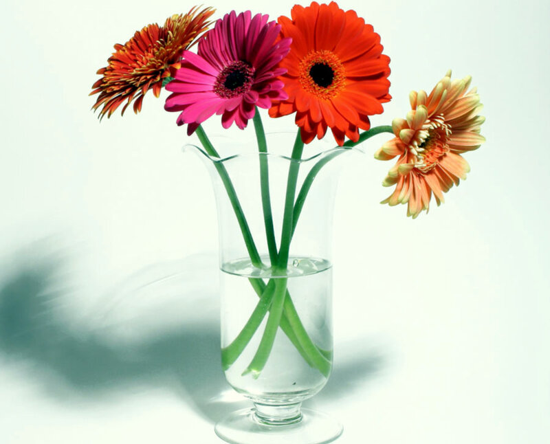 Colorful gerbera daisies in a vase
