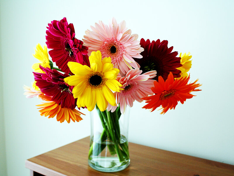 Colorful gerbera daisies in a vase