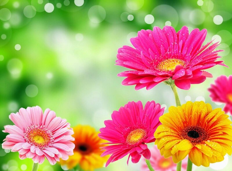 Colorful gerbera daisies in bloom