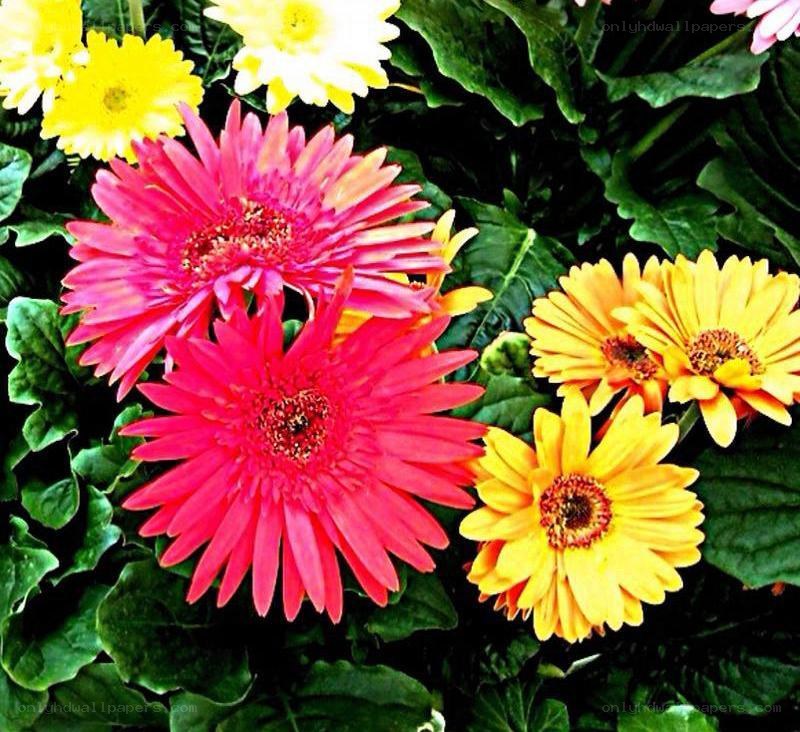 Colorful gerbera daisies in bloom