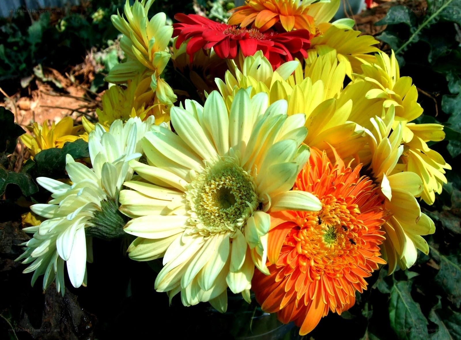 Colorful gerbera daisies in bloom