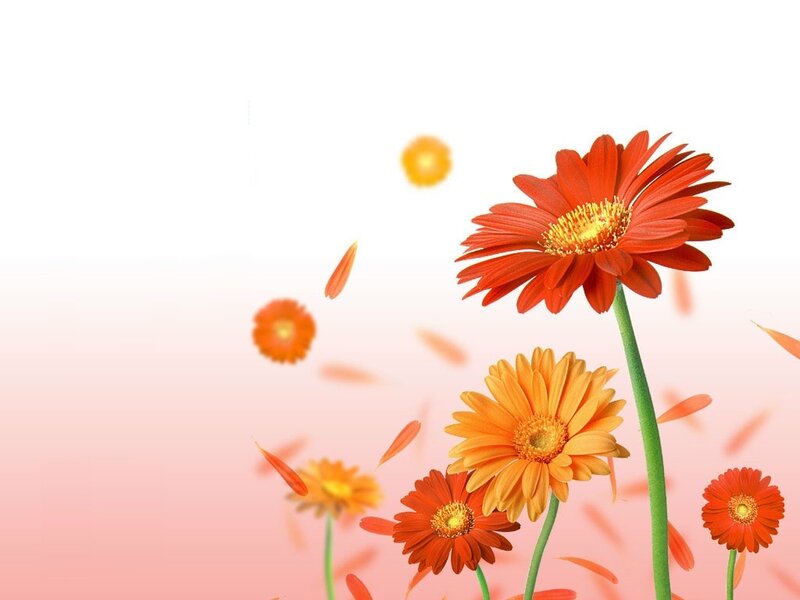 Colorful gerbera daisies in motion