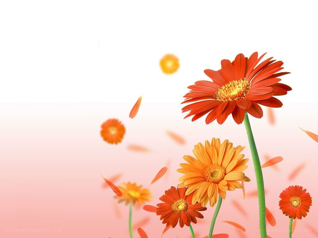 Colorful gerbera daisies in motion