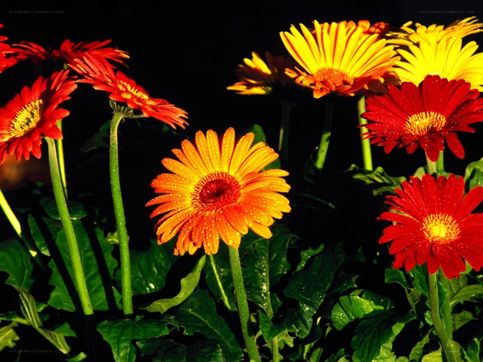 Colorful gerbera daisies in sunlight