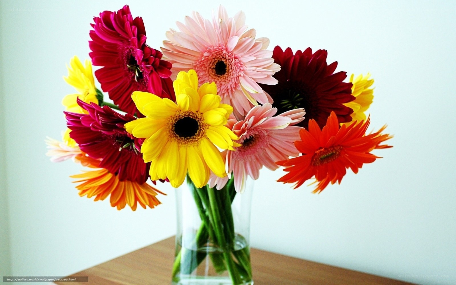Colorful gerbera daisies in vase