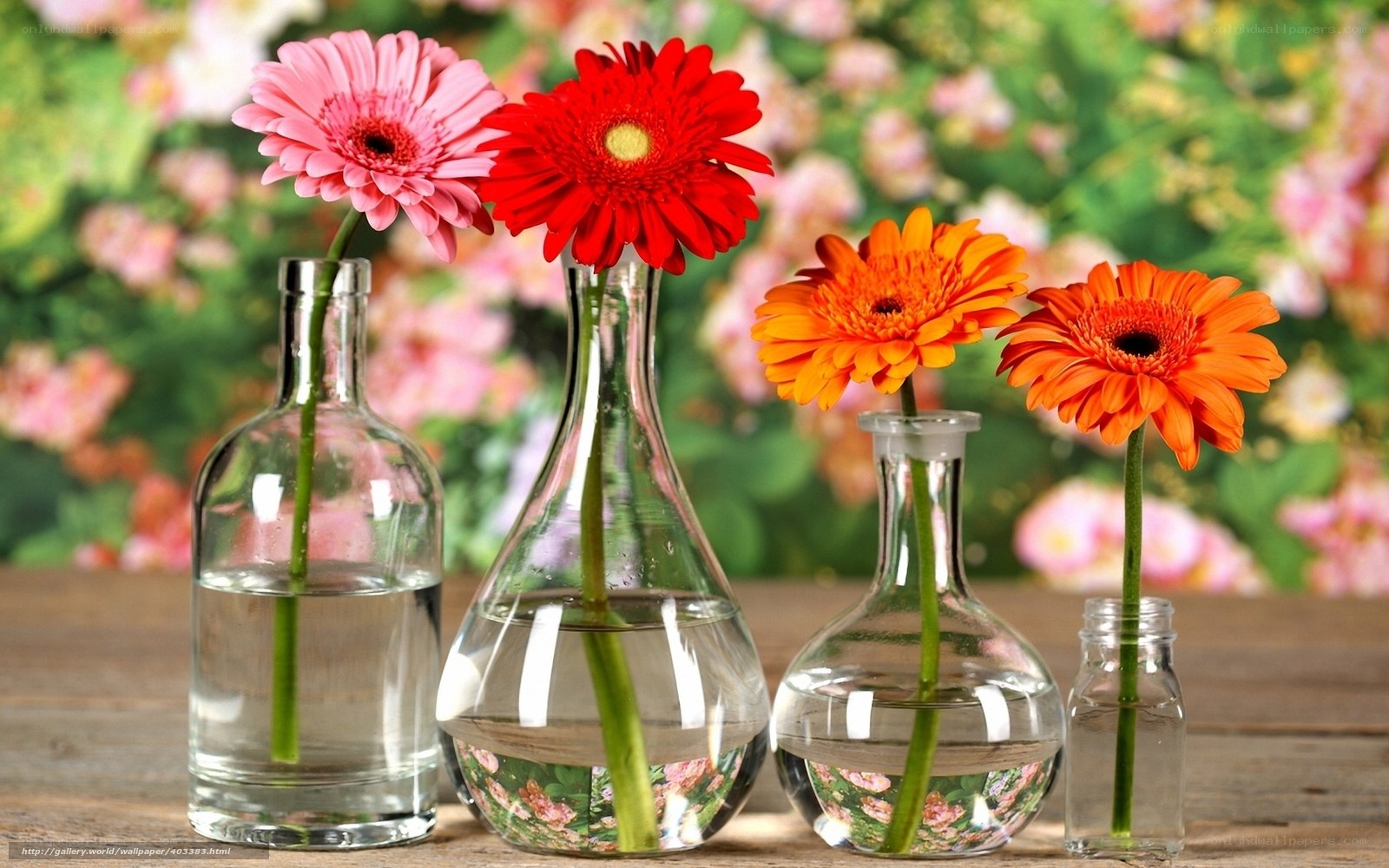 Colorful gerbera daisies in vases