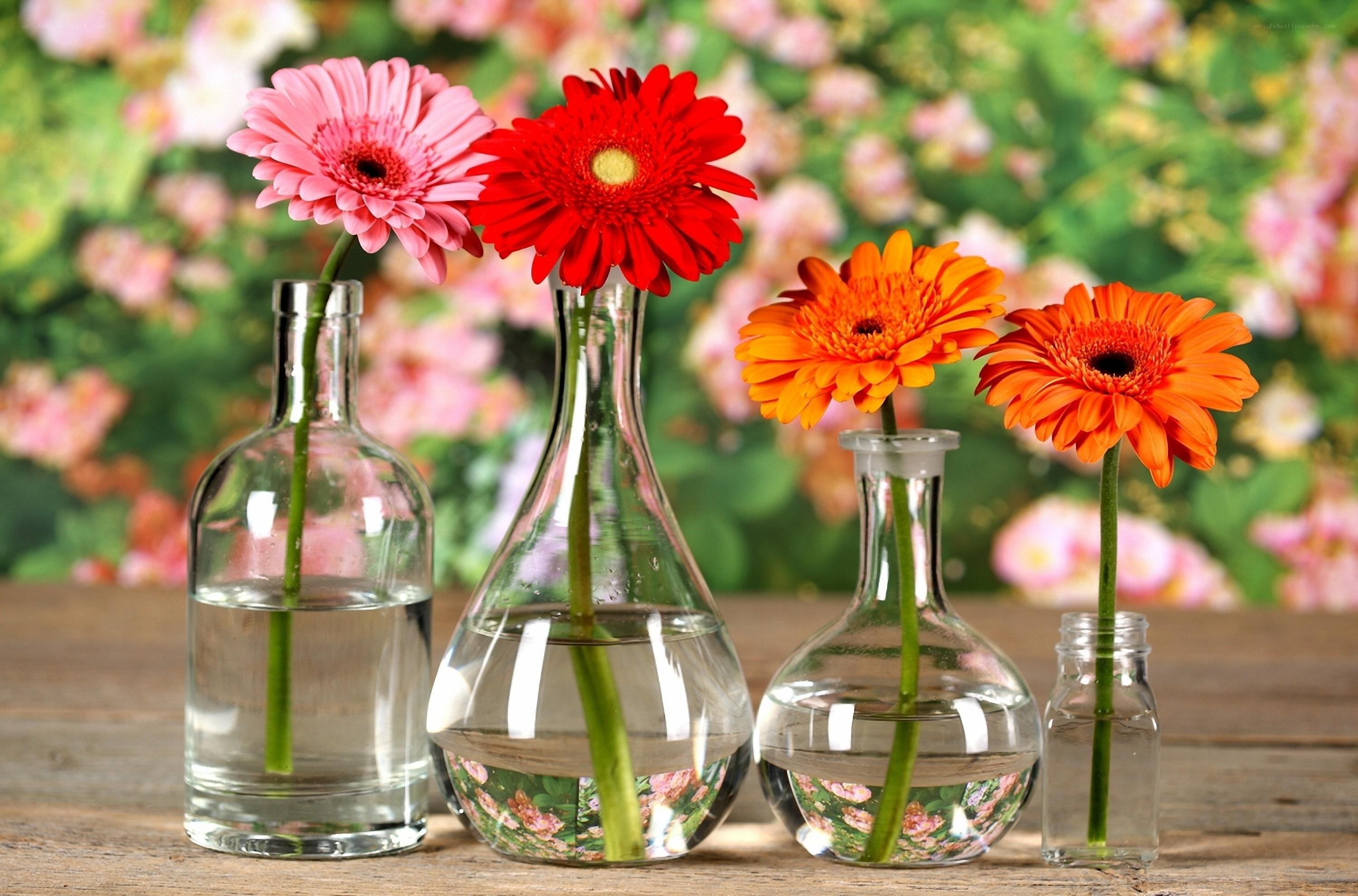 Colorful gerbera daisies in vases