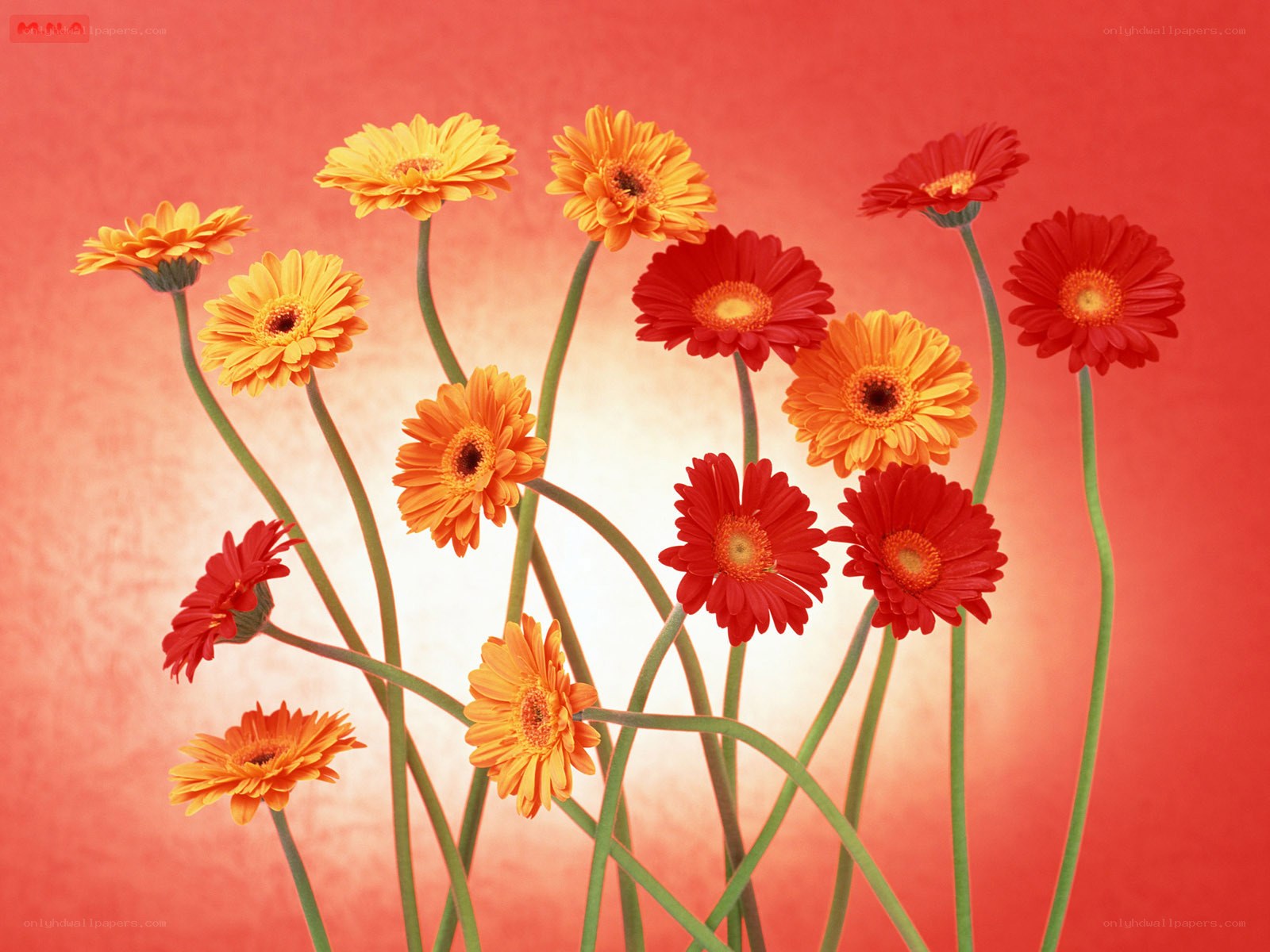 Colorful gerbera daisies on red