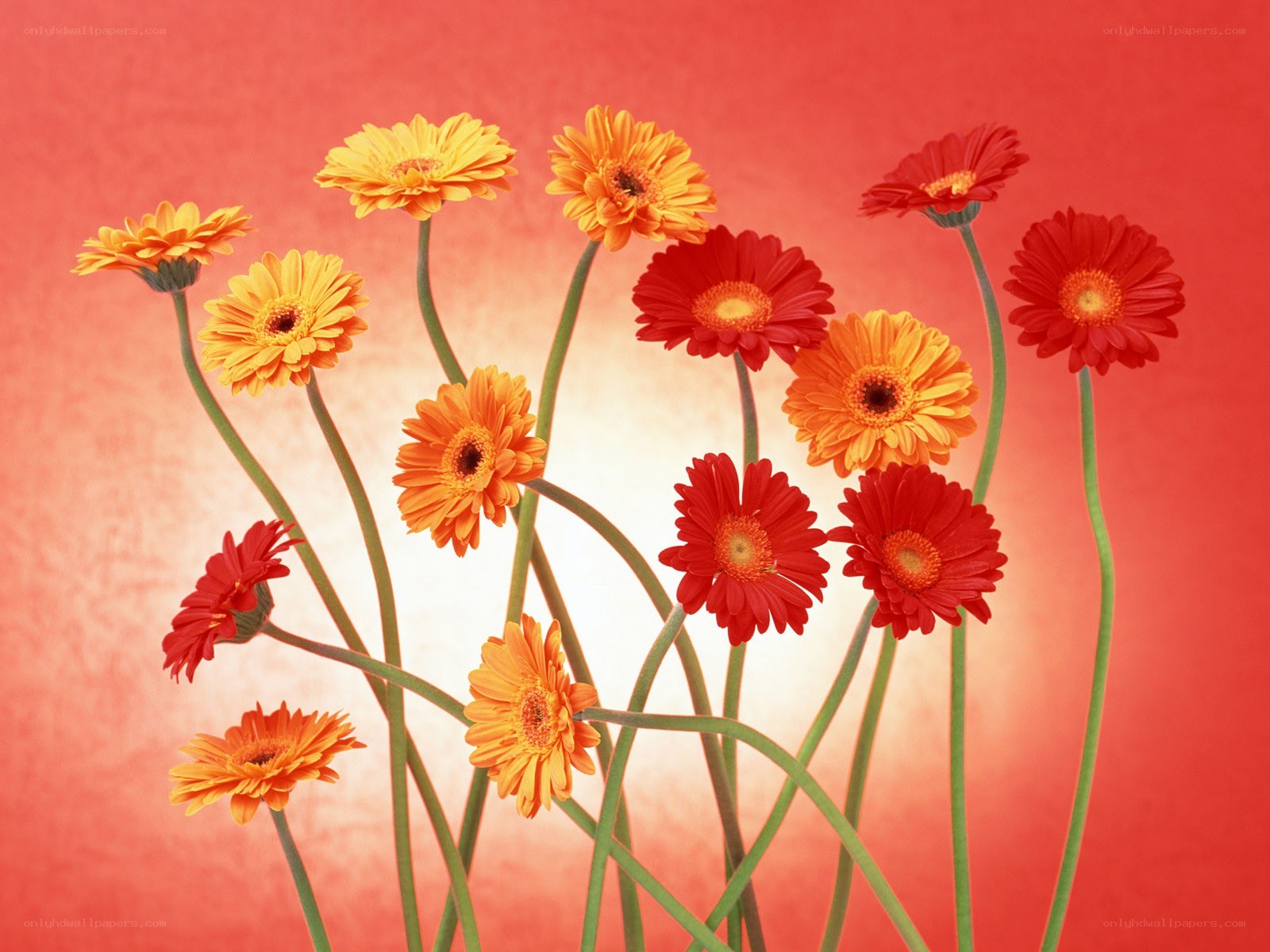 Colorful gerbera daisies on red