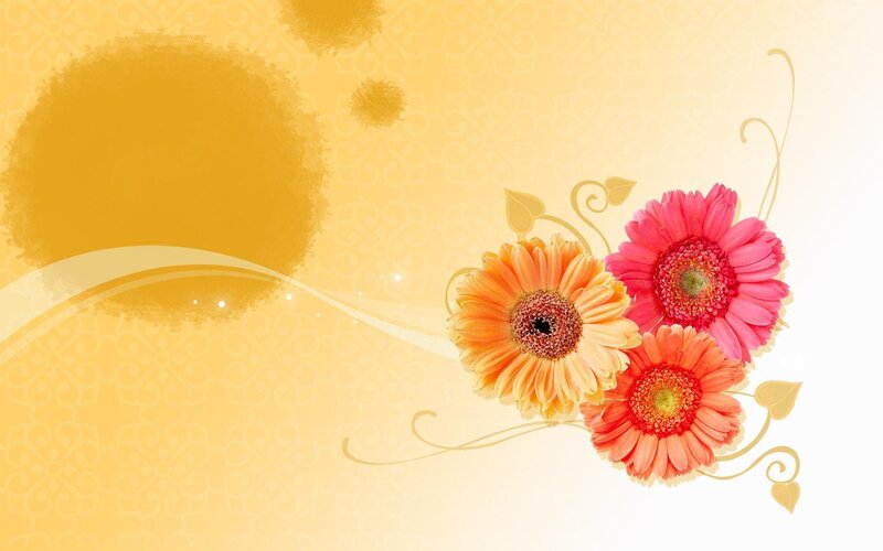 colorful gerbera daisies on yellow