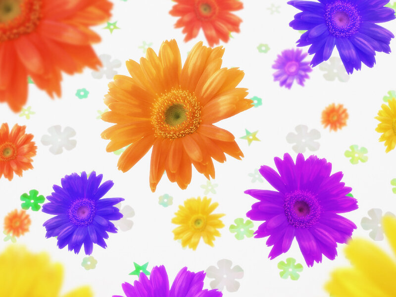 Colorful Gerbera Daisies — Orange, Cheerful