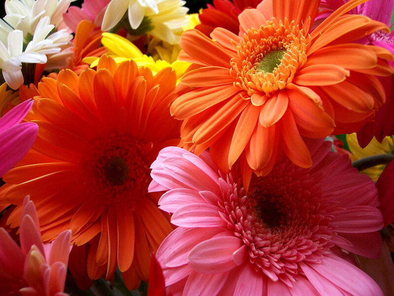 Colorful Gerbera Daisies — Orange