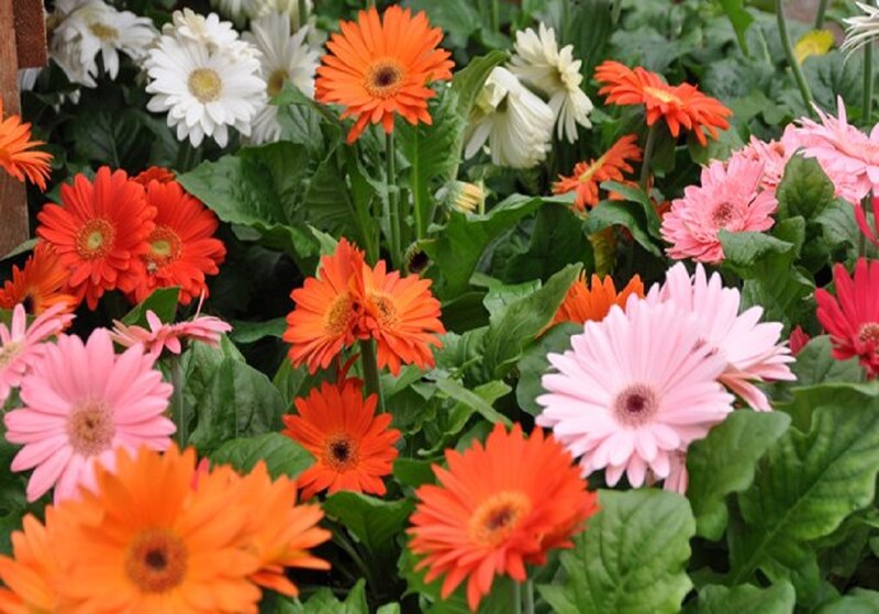 Colorful Gerbera Daisies — Orange, Vibrant, Afternoon