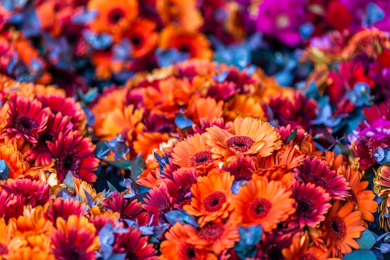 Colorful Gerbera Daisies — Orange, Vibrant, Photograph
