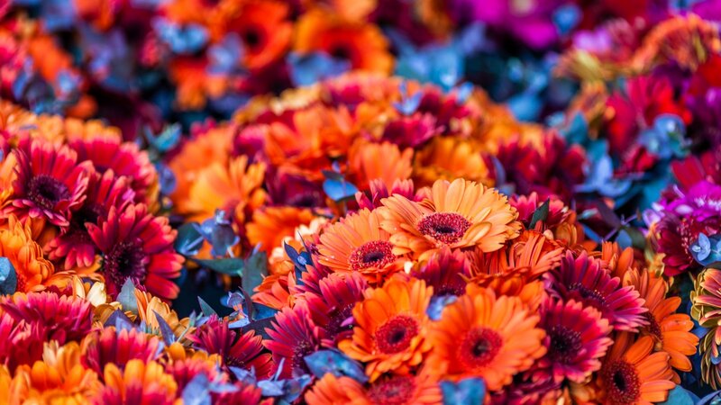 Colorful Gerbera Daisies — Orange, Vibrant