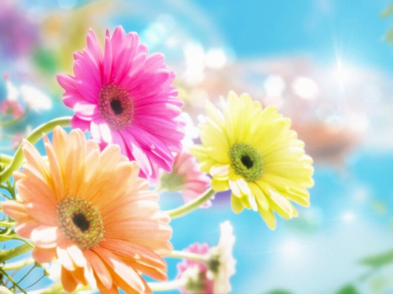 Colorful Gerbera Daisies — Pink, Bright, Afternoon