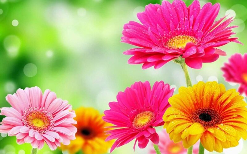 Colorful Gerbera Daisies — Pink, Bright, Spring