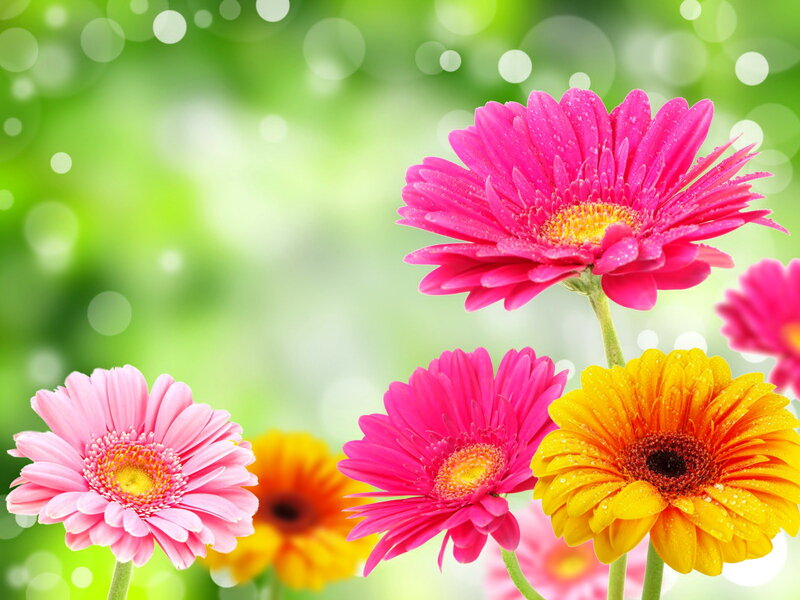 Colorful Gerbera Daisies — Pink, Bright