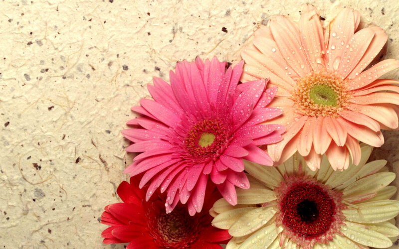 Colorful Gerbera Daisies — Pink, Calm, Photograph, Flowers