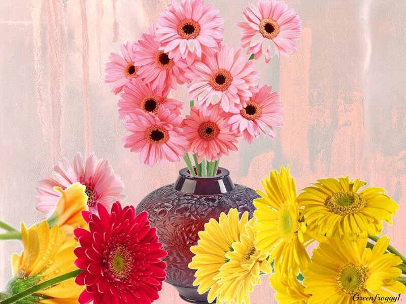 Colorful Gerbera Daisies — Pink, Calm, Photograph