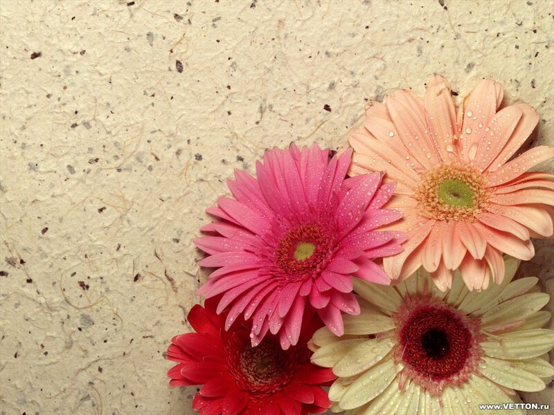 Colorful Gerbera Daisies — Pink, Calm