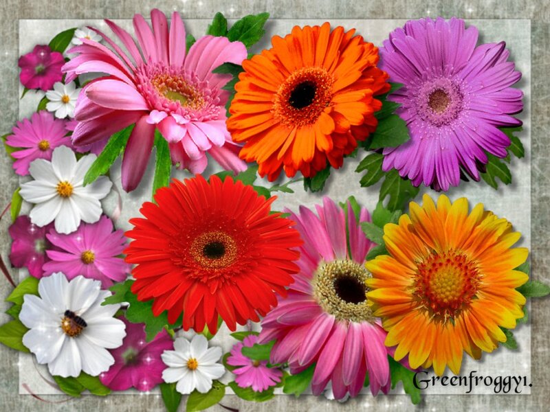 Colorful Gerbera Daisies — Pink, Vibrant, Digital Art, Flowers, Leaves