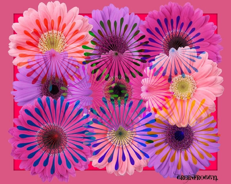 Colorful Gerbera Daisies — Pink, Vibrant, Digital Art