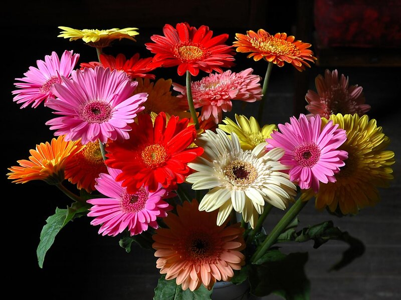 Colorful Gerbera Daisies — Pink, Vibrant, Photograph, Flowers