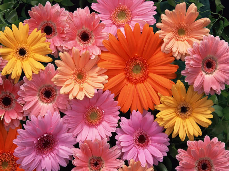 Colorful Gerbera Daisies — Pink, Vibrant, Photograph
