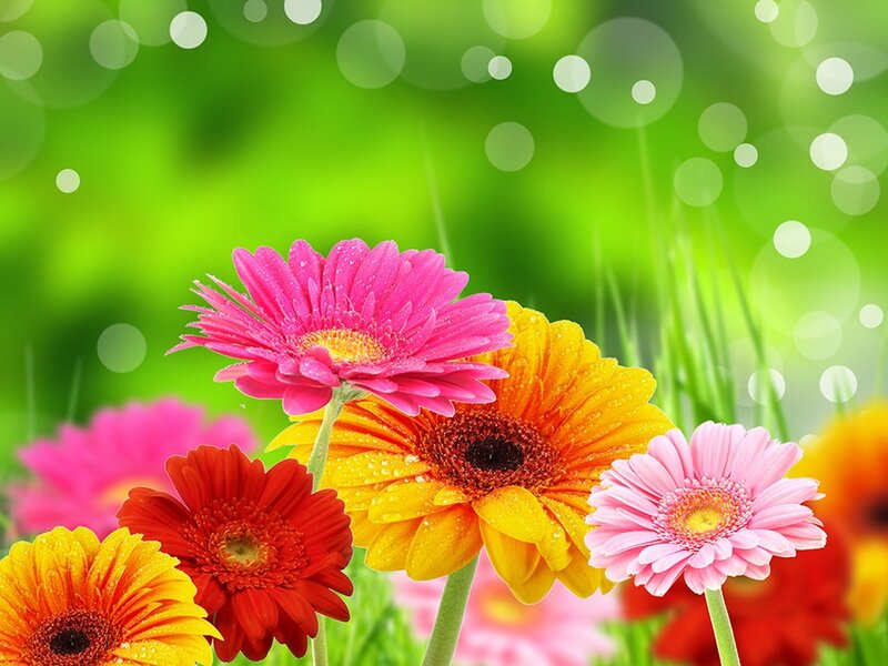 Colorful Gerbera Daisies — Pink, Vibrant, Spring, Photograph