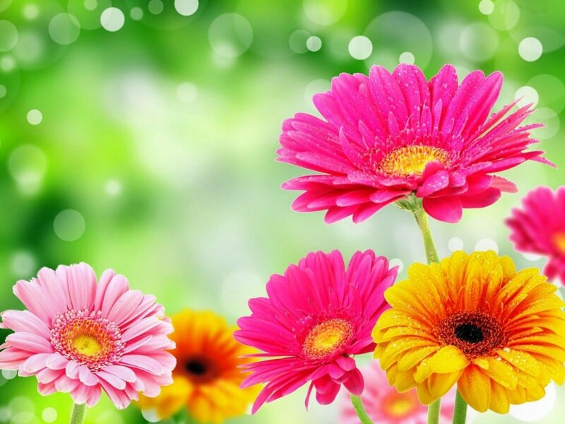 Colorful Gerbera Daisies — Pink, Vibrant, Spring