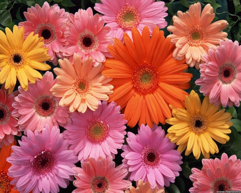 Colorful Gerbera Daisies — Pink, Vibrant