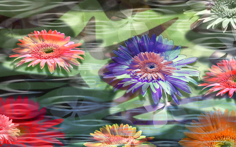 Colorful Gerbera Daisies — Purple, Serene