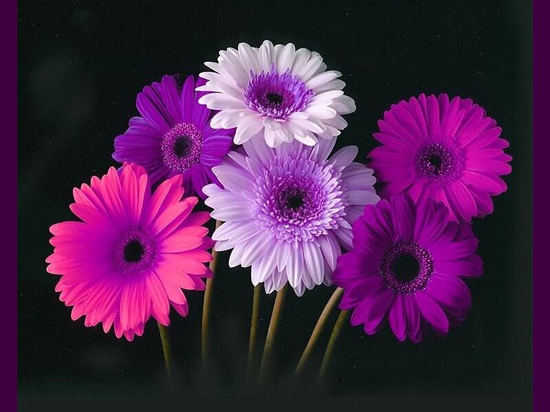 Colorful Gerbera Daisies — Purple