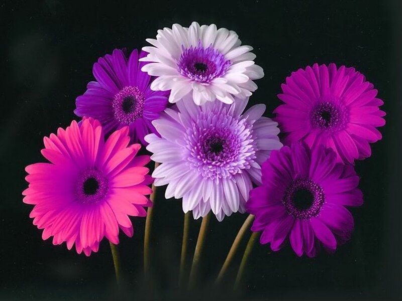 Colorful Gerbera Daisies — Purple, Vibrant
