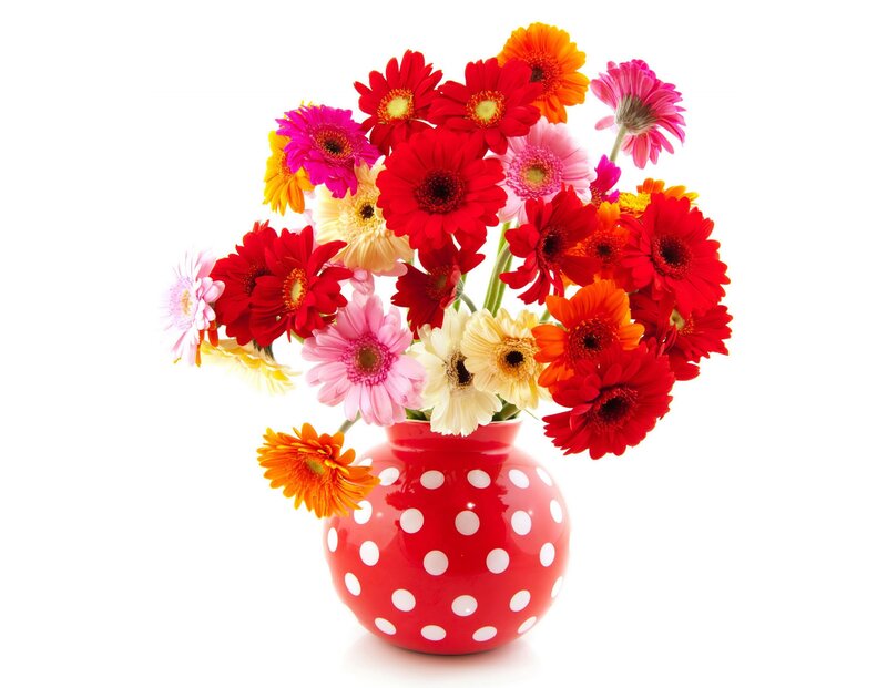 Colorful Gerbera Daisies — Red, Bright, Photograph