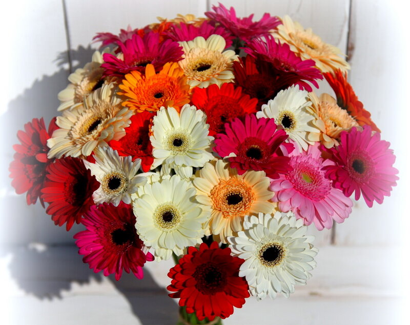 Colorful Gerbera Daisies — Red, Bright