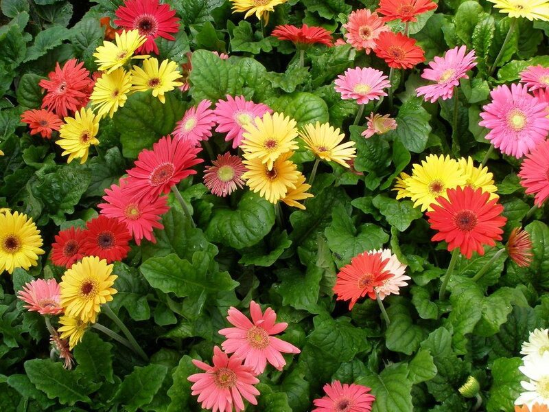 Colorful Gerbera Daisies — Red