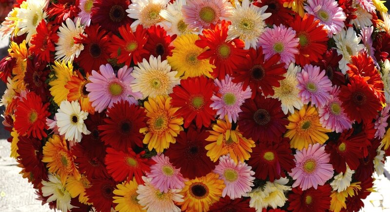 Colorful Gerbera Daisies — Red, Vibrant, Afternoon