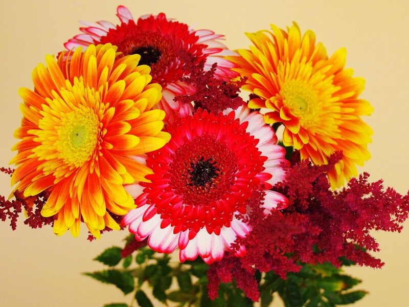 Colorful Gerbera Daisies — Red, Vibrant, Photograph, Astilbe