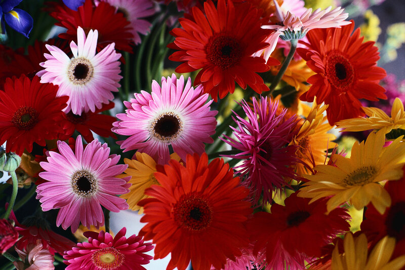 Colorful Gerbera Daisies — Red, Vibrant, Photograph, Flowers, Petals