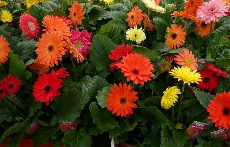 Colorful Gerbera Daisies — Red, Vibrant, Photograph, Green Leaves