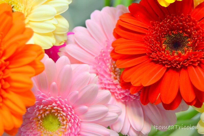 Colorful Gerbera Daisies — Red, Vibrant, Photograph