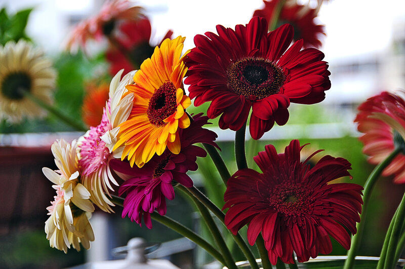 Colorful Gerbera Daisies — Red, Vibrant