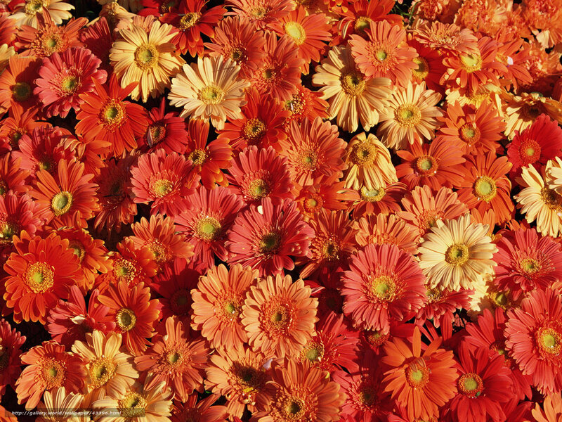 Colorful gerbera daisies